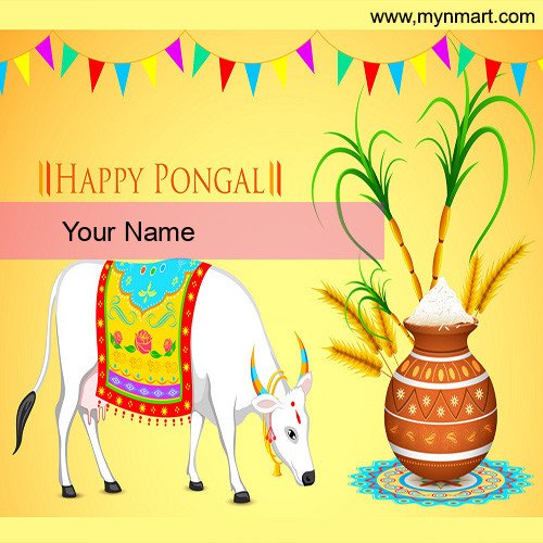 Happy Pongal with Cow